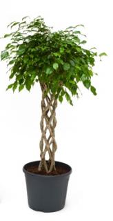 Ficus benjamina Cylinder