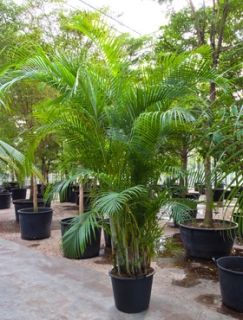 Areca (chrysalidocarpus) lutescens 400 cm