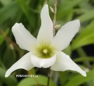 Dendrobium auriculatum - navázaná