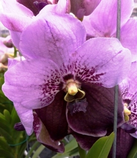 Vanda Lavendel Twotone - kvetoucí nebo nakvétající