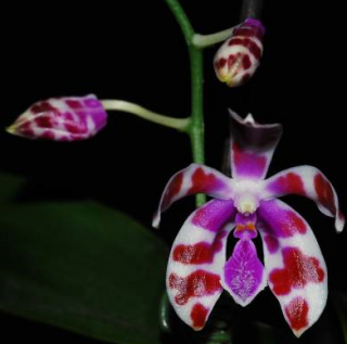Phalaenopsis mariae 