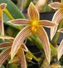 Bulbophyllum affine
