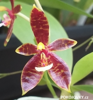 Phalaenopsis cornu-cervi Chattaladae - nakvétající