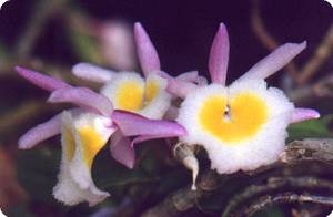 Dendrobium primulinum - navázána