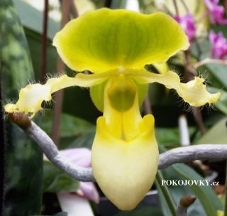 Paphiopedilum Pinocchio Yellow - kvetoucí nebo nakvétající
