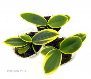 Phalaenopsis Sogo Vivien Sogo F858 Peloric
