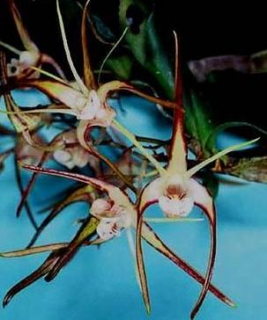 Dendrobium tetragonum - navázána
