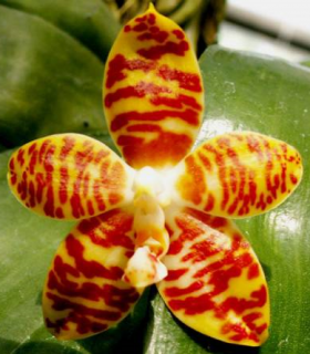 Phalaenopsis amboinensis var. flavida