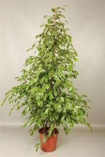 Ficus benjamina 'Golden King'  - 150 cm