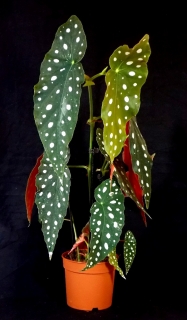 Begonia maculata 'Wightii'