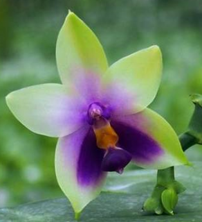 Phalaenopsis bellina var. coerulea - květy voní, nyní nekvetoucí