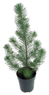 borovice pínie - Pinus pinea