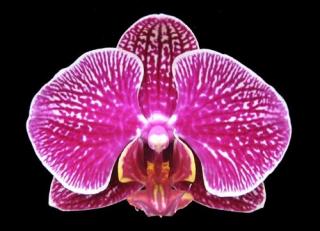 Phalaenopsis ´8651´