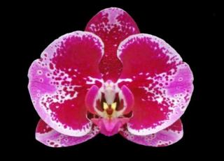 Phalaenopsis ´8943´