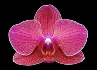 Phalaenopsis ´8945´
