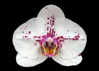 Phalaenopsis ´8973´
