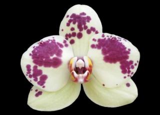 Phalaenopsis ´9031´