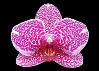 Phalaenopsis ´9104´