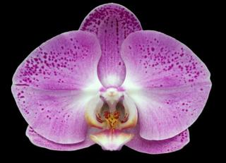 Phalaenopsis ´9170´