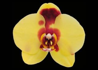 Phalaenopsis ´9218´