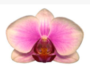 Phalaenopsis ´Affection´