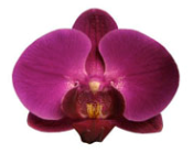Phalaenopsis ´Alba Lila´