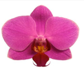 Phalaenopsis ´Alemrac´