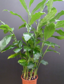 Amomum cinnamomum (Elettaria cardamonum)