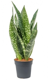 Sansevieria aubrytiana - 60 cm
