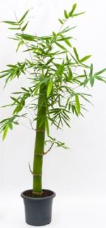 Bambusa green 210 cm