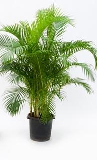 Areca (chrysalidocarpus) lutescens 200 cm