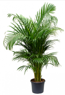 Areca (chrysalidocarpus) lutescens 140 cm