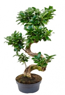 Ficus microcarpa Ginseng - 50 cm