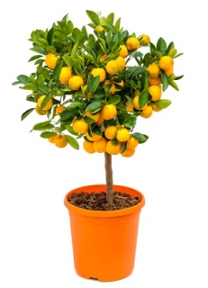 Citrus (Citrofortunella) calamondin 70 cm