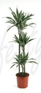 Dracaena deremensis 150 cm