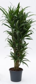 Dracaena deremensis 140 cm