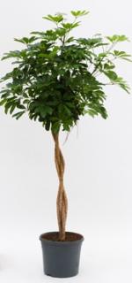 Schefflera arboricola 160 cm