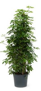 Schefflera arboricola pyramid 160 cm 