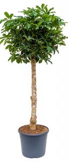 Schefflera arboricola 150 cm 