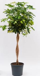 Schefflera Gold Capella 120 cm