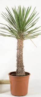 Yucca filifera 110 cm