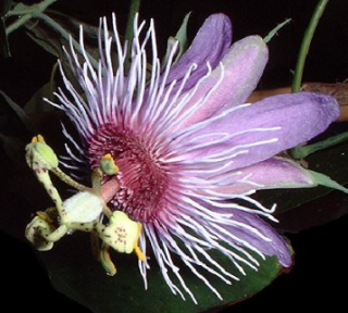 Passiflora amethystina Minas Gerais 