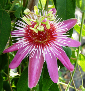 Passiflora Anastasia 