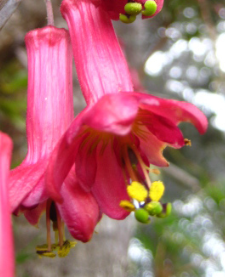 Passiflora bicuspidata 