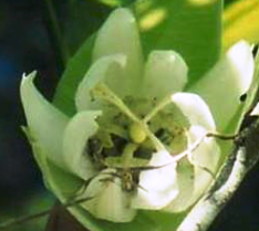 Passiflora brevifolia