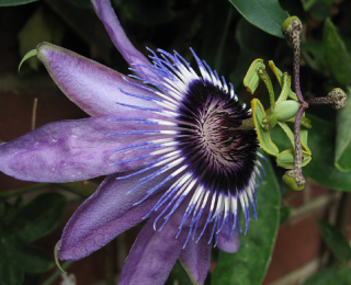Passiflora Betty Miles Young  