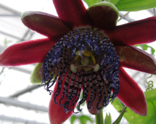 Passiflora alata Brasil HW 