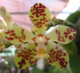 Phalaenopsis doweryensis