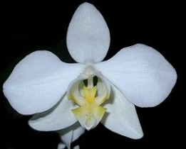 Phalaenopsis aphrodite var. aurea