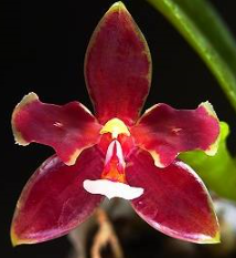 Phalaenopsis cornu-cervi forma Chattaladae Peloric